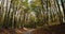 Beautiful landscape of a forest with tree tunnel over a path