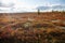 Beautiful landscape of forest-tundra, Autumn in the tundra. Yellow and red spruce branches in autumn colors on the moss