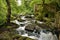 Beautiful landscape formed by small waterfalls on stones within a lush and green forest. Concept landscape, water, forest,