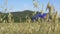 Beautiful landscape of golden grain field with blue cornflower