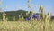 Beautiful landscape of golden grain field with blue cornflower
