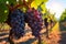 Beautiful landscape of grape field growing for wine. Evening sunset scenery with wineyard rows. AI Generative