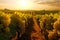 Beautiful landscape of grape field growing for wine. Evening sunset scenery with wineyard rows. AI Generative