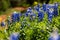 Beautiful landscape of a green field with bluebonnets flowers in full bloom