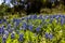 Beautiful landscape of a green field with bluebonnets flowers in full bloom