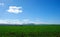 Beautiful landscape of green pasture with holm oaks