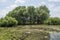 Beautiful landscape of a green swamp located near the forest during summer time