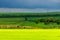 Beautiful landscape, green and yellow field. Dramatic sky with clouds