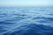 Beautiful landscape of group of dolphins swimming in the ocean