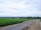 Beautiful landscape growing Paddy rice field two side with long road and mountain