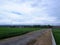 Beautiful landscape growing Paddy rice field two side with long road and mountain
