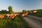 Beautiful landscape with herd of goats