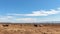 Beautiful landscape, the herd of thoroughbred horses in the brown hay field, blue sky with white clouds, on the background are mou