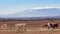 Beautiful landscape, herd of thoroughbred white, grey, brown horses grazing in a field, in the background snow mountains