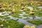 beautiful landscape image of Andean highland fields in swamp with yellow grass, moss and green grass