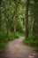 Beautiful landscape image of footpath winding through vibrant green forest in Summer