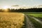 Beautiful landscape image of golden wheat filed and green ripening corn field divided by country road