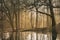 Beautiful landscape image of still stream in forest in the Lake District with hazy sun beams and glow behind the trees reflected