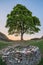 Beautiful landscape image of Sycamore Gap at Hadrian`s Wall in N