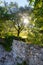 Beautiful landscape in Italy: Olive trees, stone wall and sunrise. Nobody