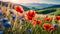 Beautiful landscape, a large field with poppies and cornflowers against the backdrop of a beautiful landscape