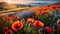 Beautiful landscape, a large field with poppies and cornflowers against the backdrop of a beautiful landscape