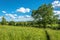 Beautiful landscape with large shady tree.