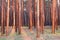 Beautiful landscape in last minutes of sunset in coniferous pine forest with brown pine trees among other pines