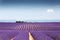 Beautiful landscape of lavender fields at sunset with dramatic sky.