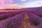 Beautiful landscape of lavender fields at sunset near Sault