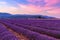 Beautiful landscape of lavender fields at sunset near Sault