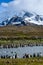 Beautiful landscape leading up to a craggy snow covered mountain, large number of King Penguins lining both sides of a silt filled