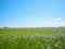Beautiful landscape of linen field or flax linum usitatissimum