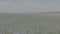 Beautiful landscape of linen field - linum usitatissimum. Massively blooming of Flax in large areas of the dry steppe