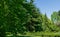 Beautiful landscape with  Liquidambar styraciflua American sweetgum  and Himalayan cedars Cedrus Deodara, Deodar