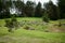 Beautiful landscape of Lithuania, green grass and forest