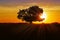 Beautiful landscape with a lone tree and soybean field at sunset