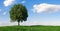 Beautiful landscape with lone tree stands in a green field, copy space for individual text