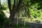 Beautiful landscape with lush vegetation in June. Berlin, Germany