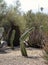 Beautiful landscape with Mexican Fence Post Cactus Pachycereus marginatus