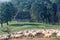 Beautiful landscape in the morning light with an old house, sheep and trees