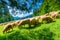 Beautiful landscape mountainside slope and flock of sheep on a m