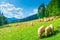 Beautiful landscape mountainside slope and flock of sheep on a m