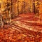 Beautiful landscape natural view of golden colour leafs and trees in cozy inviting sunny woods, forest