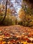 Beautiful landscape natural view of golden colourful leafs and trees in cozy inviting  forest