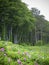 Beautiful landscape near the Baltic Sea with rose bushes and tall beech trees