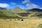 Beautiful landscape in New Zealand with black cattle, yellow grassland and mountains. Molesworth station, South Island