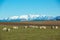 Beautiful landscape of the New Zealand - hills covered by green grass with herds of sheep with snow mountain