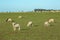 Beautiful landscape of the New Zealand - hills covered by green grass with herds of sheep with snow mountain