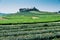 Beautiful landscape of Oolong tea plantations on the hills in Singha Park